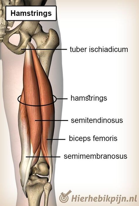 Hamstrings Anatomy, Leg Muscles Anatomy, Lower Limb Muscles, Human Anatomy Picture, Body Muscle Anatomy, Hip Anatomy, Physical Therapy Student, Hamstring Muscles, Physical Therapy Assistant