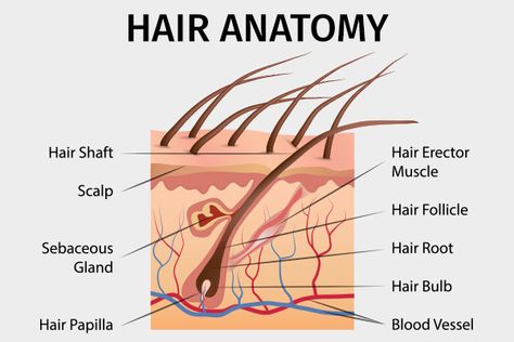 Hair Diagram, Hair Science, Hair Scrub, Male Pattern Baldness, Pattern Baldness, Boost Hair Growth, Regrow Hair, Nursing Notes, Damaged Hair Repair