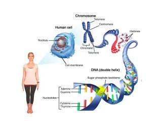 DNA chromosomes and genes Dna And Genes, Dna Replication, Muscular Dystrophy, Biology Classroom, Genetic Variation, Nucleic Acid, Biology Lessons, Teaching Biology, Biology Notes