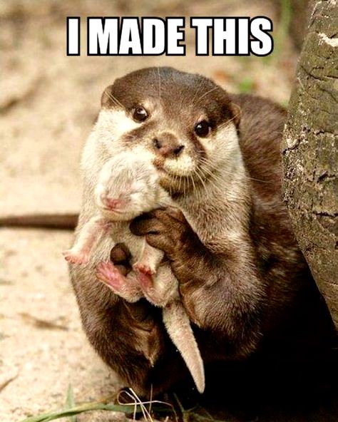 I Made This With My Significant Otter... Baby Otter, Regnul Animal, Baby Otters, Baby Animals Funny, Cute Animal Pictures, Cute Creatures, Sweet Animals, Funny Animal Pictures, Cute Little Animals