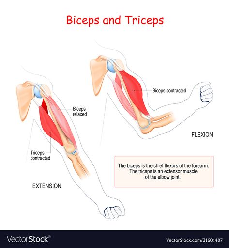 Science Diagram, Muscle Diagram, Head Muscles, Science Diagrams, Muscle System, Bicep Muscle, Primary Science, Muscular System, Skeletal System