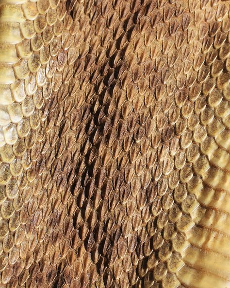 S Gold Scales Aesthetic, Scales Aesthetic, Aerion Targaryen, Bg3 Oc, Celestial Dragons, Gold Scales, Snake Scales, Dragon Embroidery, Python Skin