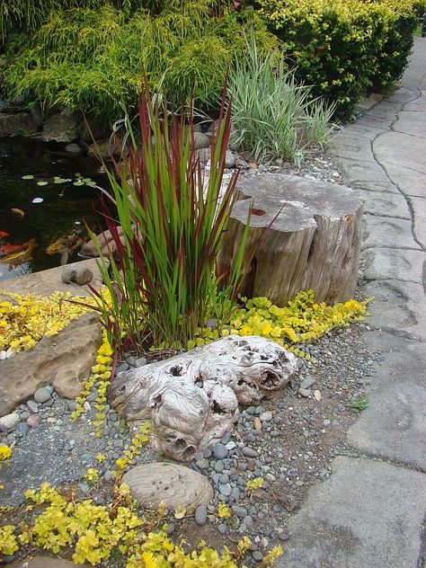 Poolside Rock Path, Driftwood Tree, Succulent Landscape Design, Block Of Wood, Front Garden Landscape, Creeping Jenny, Grasses Landscaping, Gravel Garden, Rock Gardens