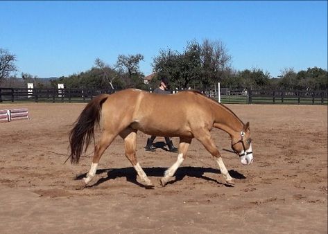 Horse Lunging, Lunging Horse, Hunter Horse, Operant Conditioning, Round Pen, Natural Horsemanship, Training Tools, Horse Life, Horse Training