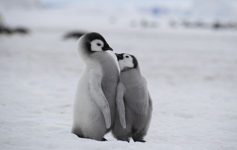 Penguin Photos, Emperor Penguin Chick, Emperor Penguins, Kawaii Penguin, Snow Hill, Penguin Craft, Emperor Penguin, Penguin Love, Cat Pose