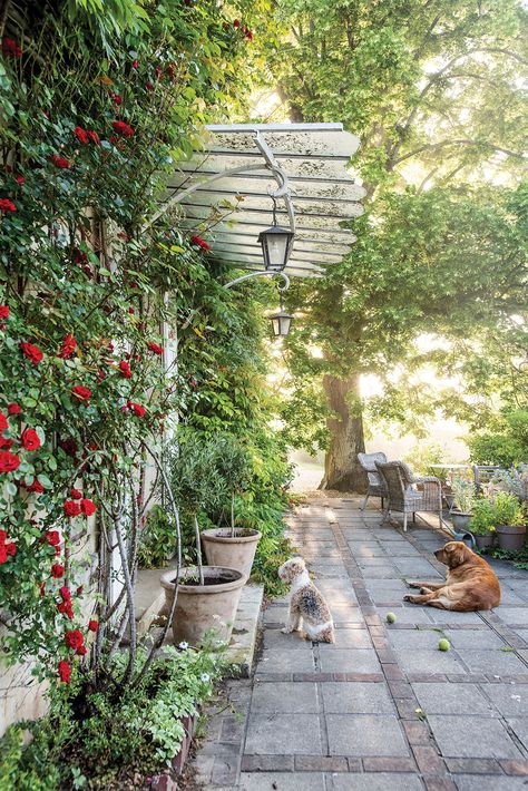 Red Climbing Roses, Sharon Santoni, Potted Olive Tree, Flower Magazine, Rose Fertilizer, Big Leaf Hydrangea, Rose Nursery, Climbing Hydrangea, My French Country Home