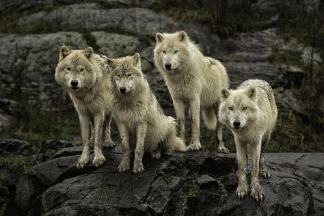 Gathering in the rain by Daniel Parent on 500px Wolf Pics, White Wolves, Spirit Wolf, Wolf Decor, Wolf Character, Wolf Stuff, Arctic Wolf, Animal Images, Spirit Guide