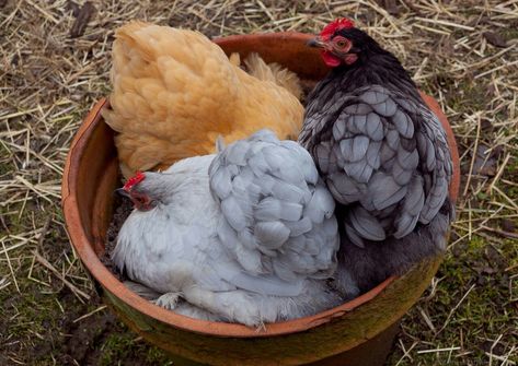 Bantam Cochins, Fancy Chickens, Dust Bath, The Chicks, Beautiful Chickens, Crazy Chicken Lady, Chicken Lady, Cozy Nest, Cute Chickens