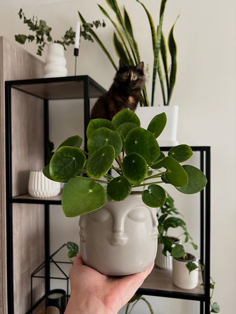 Chinese Money Plant, Money Plant, Vision Board Affirmations, Home Aesthetic, Plant Aesthetic, Vision Board, Affirmations, Cottage, Money