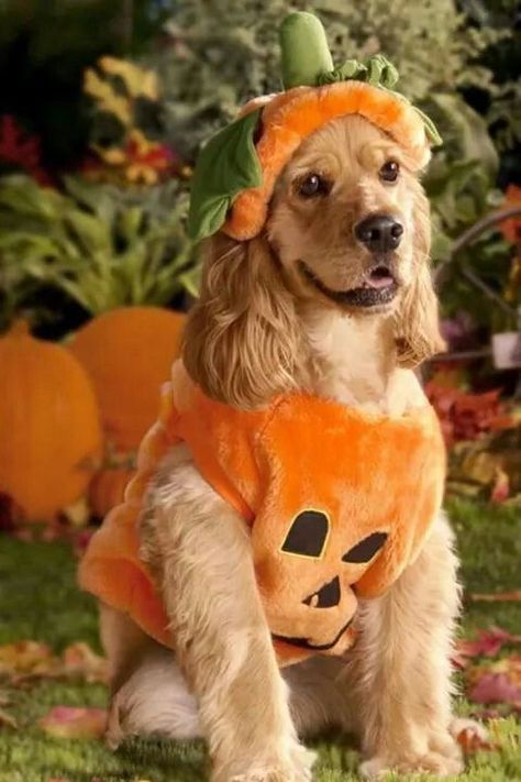 Cocker spaniel in Halloween costume | Halloween | Pinterest ... Spaniel Breeds, Pet Essentials, Senior Dogs, American Cocker Spaniel, Pets Drawing, Dog Halloween Costumes, Dog Costumes, Luxury Dog, Dog Beds