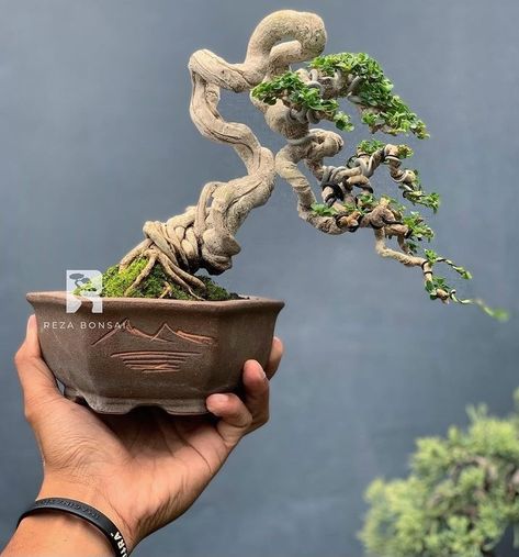 Bunjin Bonsai Style, Bonsai Sancang, Sakura Bonsai, Bonsai Drawing, Flowering Bonsai, Flowering Bonsai Tree, Bonsai Mini, Bonsai Nursery, Bonsai Mame