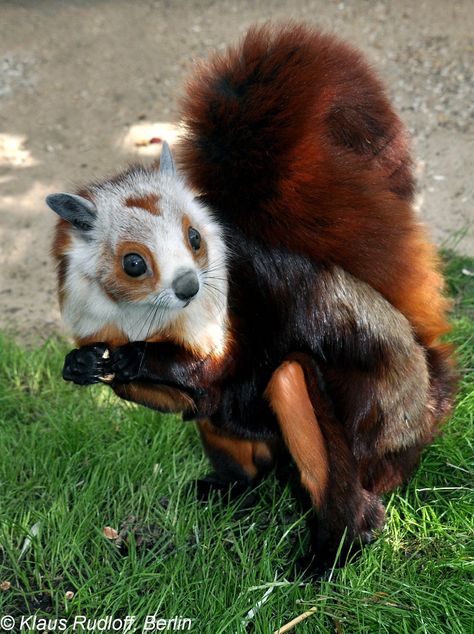 Giant Flying Squirrel, Flying Squirrels, Creature Fantasy, Flying Squirrel, Interesting Animals, Unusual Animals, Rare Animals, Pretty Animals, Silly Animals