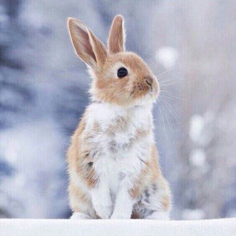 Rabbit Pictures, Beautiful Rabbit, Cute Bunny Pictures, Rabbit Sculpture, Cute Small Animals, Bunny Pictures, Bunny Art, Winter Animals, Show Video