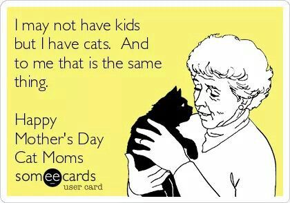 That's me! Crazy Cat People, Cat People, Cat Quotes, Ecards Funny, Cats Meow, E Card, Cat Life, Cat Mom, Image Hd