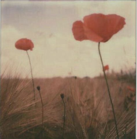 Polaroid Photography, Photo Polaroid, Arte Peculiar, Fotografi Vintage, I Love Lamp, Polaroid Pictures, Instant Film, Film Aesthetic, Pretty Flowers