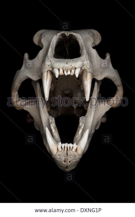 Polar Bear Skull, Bear Skull, Skull Reference, Animal Skeletons, Animal Skull, Vulture Culture, Bone Art, Animal Bones, Creative Images