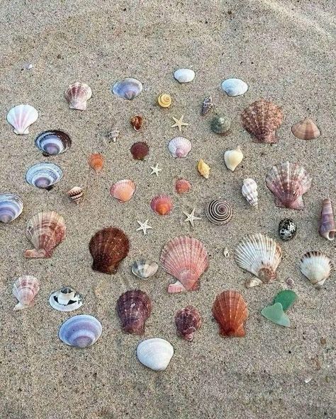 Tidepool Aesthetic, Shells Aesthetics, Exploration Aesthetic, Seashells Aesthetic, No Ordinary Girl, Inspiration Tattoos, Mermaid Aesthetic, Shell Collection, Ocean Vibes