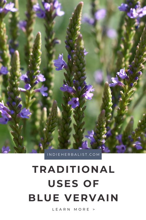 Blue Vervain Tea, Blue Vervain Magical Properties, Blue Vervain Tincture, Blue Vervain Benefits, Herb Apothecary, Forage Recipes, Homemade Extracts, Blue Vervain, Witchy Kitchen