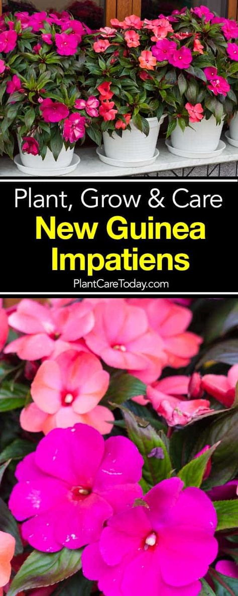 New Guinea Impatiens: How To Plant, Care For And Grow Outdoor Container Garden, Impatiens Flowers, New Guinea Impatiens, Gemüseanbau In Kübeln, Making Plant Pots, Container Vegetables, Container Gardening Flowers, Patio Plants, Container Gardening Vegetables