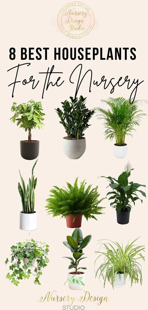 Read on about the nine best houseplants for the nursery, taking into account factors such as aesthetics, care requirements and, most importantly, safety for your little one. Modern Nursery Design, Best Houseplants, Small Nurseries, Baby On A Budget, Money Trees, Spider Plants, Healthy Environment, Climbing Plants, Plant Nursery