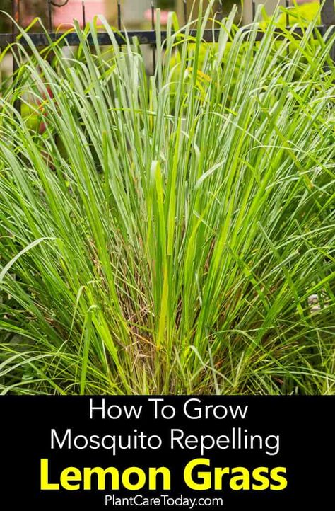 Lemon Grass Plant Care: How To Grow Lemon Grass Deck Greenery, Lemongrass Plant, Feather Reed Grass, Gardening Indoors, Planting Grass, How To Grow Lemon, Deck Makeover, Florida Gardening, Pool Backyard