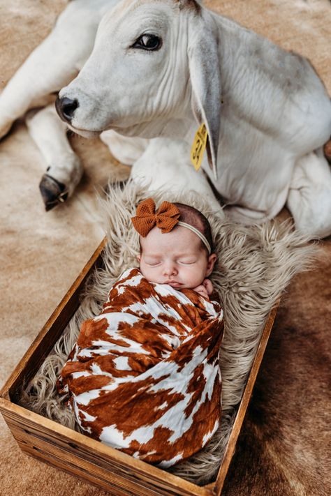 Newborn Cow Photoshoot, Cowgirl Newborn Photography, Newborn Pictures With Cows, Highland Cow Newborn Pictures, Western Boho Newborn Photos, Mini Highland Cow Photoshoot, Newborn Photography Western, Cowgirl Newborn Pictures, Western Baby Photo Shoot