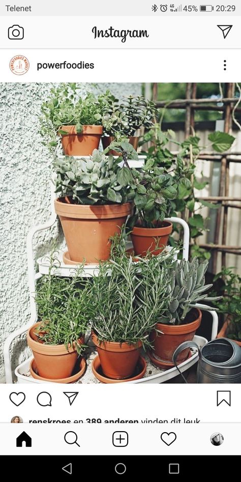 Balcony Herb Gardens, Garden Orchard, Outdoor Herb Garden, Balcony Flowers, Grow Vegetables, Balcony Plants, Small Balcony Decor, Organic Vegetables, Terrace Garden