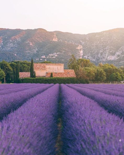 Italian Country Side, Lavender Fields France, Veranda Magazine, France Country, Italian Country, Provence Lavender, France Aesthetic, France Travel Guide, Lavender Field