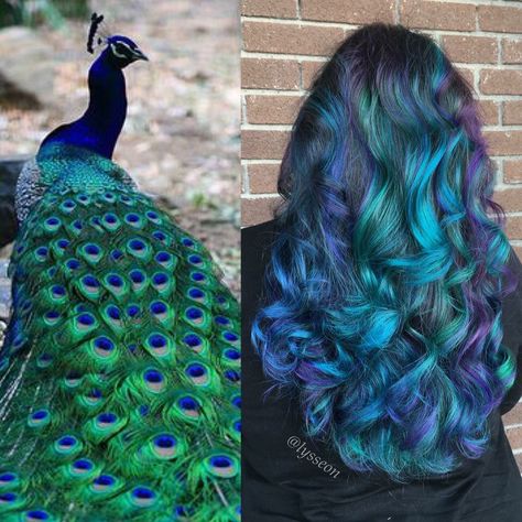 Peacock hair Peacock Hair Color, Haircolor Ideas, Pepper Hair, Fun Hairstyles, Hair Dye Tips, Peacock Hair, Makeup Pics, Fashion And Makeup, Peekaboo Hair