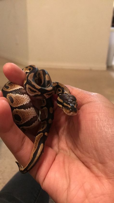 Cinnamon Ball Python, Baby Ball Python, Baby Snakes, Pretty Snakes, Ball Pythons, Baby Ball, Cute Reptiles, Cute Snake, Pet Snake