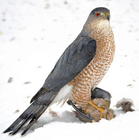 Cooper Hawk, Coopers Hawk, Raptor Bird Of Prey, Raptors Bird, Cooper's Hawk, American Continent, Kinds Of Birds, Beautiful Bird, Backyard Birds