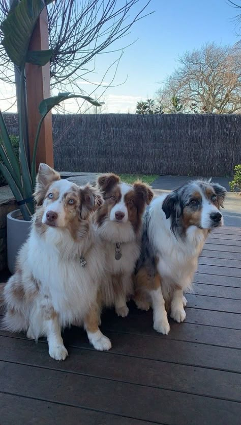 Golden Aussie Puppy, Australian Dog, Aussie Retriever, Aussie Dog, Aussie Puppy, Border Aussie Dogs, Aussie Collie Puppies, Australian Shepherd Aesthetic, Aesthetic Australian Shepherd