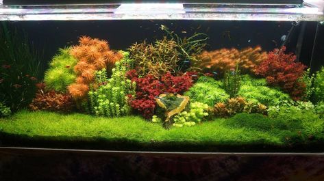 Dutch Aquarium, Dutch Style Aquascape, Aquarium Layout, Tanaman Air, Aqua Design, Taman Air, Fish Tank Terrarium, Cool Fish Tanks, Aquascape Design