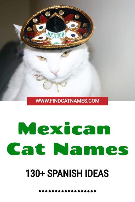 130+ fabulous Mexican cat names! Includes popular Spanish words, Mexican locations, food and beverages, and the top male and female names in the country. Kitten Names Unique, Names For Male Cats, Kitten Names Girl, Grey Cat Names, Mexican Cat, Boy Cat Names, Girl Cat Names, Unique Cat Names, Cute Pet Names