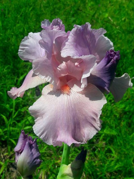 Desert Rose Care, Wild Irish Rose, Landscaping With Roses, Desert Rose Plant, Irish Rose, Tall Bearded Iris, Rose Varieties, Rose Seeds, Shrub Roses