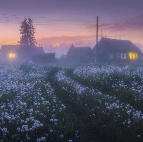 Foggy Day, Hairstyles Women, Double Chin, Violet, Hairstyles, Lost, Flowers, White