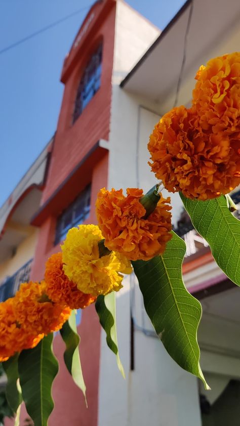 festive house marigold garland Marigold India, Mumba Devi, Aztec Marigold, Marigold Garland, Mandap Seating, Beach Mandap, Wedding Gift Pack, Bridal Squad, Wedding Decor Style