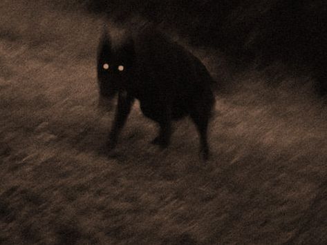 The ghostly or devilish black dog, with eyes glowing in the dark, ha been reported from almost all over Brittain and in European legends and folklore. Eyes Glowing In The Dark, Black Shuck, Eyes Glowing, European Folklore, The Backrooms, Glowing In The Dark, Scary Dogs, Glowing Eyes, Ghost Dog