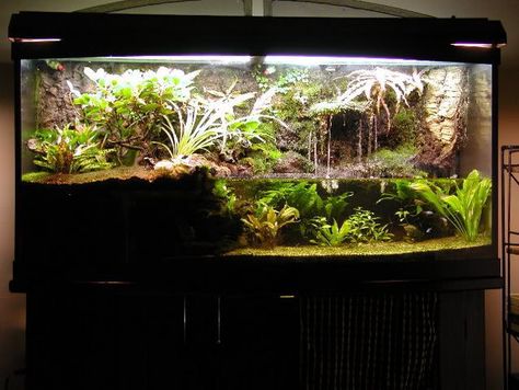 Tim's 72 gallon paludarium More Dart Frog Tank, Dart Frog Terrarium, Dart Frog Vivarium, Turtle Terrarium, Terrarium Tank, Frog Terrarium, Turtle Aquarium, Frog Tank, Aquarium Garden