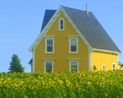 Pretty yellow house! Island Pics, Island Scenery, Yellow Cottage, Cottage Exterior, Yellow House, This Old House, Yellow Houses, House Color, Prince Edward Island