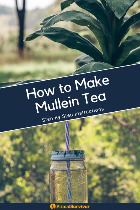 Mullein Plant and a Jar of Mullein Tea Mullian Plant, Mullen Tea Recipe, How To Make Mullein Tea, How To Harvest Mullein, Mullein Leaf Tea Recipe, Mullein Tea Blends, Harvesting Mullein Leaves, Mullein Cough Syrup Recipe, Mullein Leaf Tea Benefits