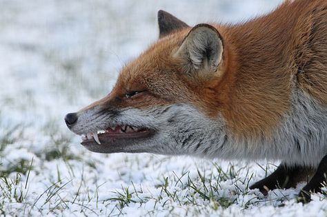 Red fox snarl. Snarling Fox Tattoo, Fox Teeth Drawing, Fox Growl, Fox Snarling, Fox Side Profile, Angry Fox, Fox Photography, Big Teeth, Wild Animals Pictures