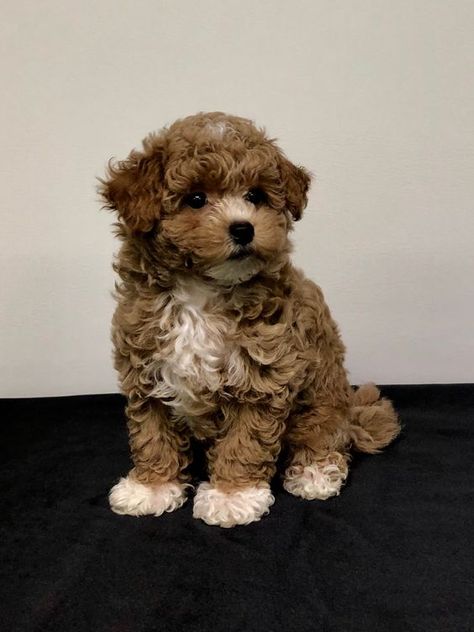 Top 10 Smallest Dog Breeds Maltipoo Dark Brown, Maltipoo Teacup, Maltipoo Adult, Maltipoo Full Grown, Brown Maltipoo, Smallest Dog Breeds, Cute Tiny Dogs, Teacup Dog Breeds, Smallest Dog