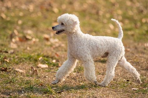 German Shepherd Poodle Mix, Australian Shepherd Poodle Mix, Miniature Dog Breeds, Teacup Poodle Puppies, Poodle Mix Dogs, Poodle Miniature, Poodle Puppy Standard, Unique Dog Breeds, Akc Breeds