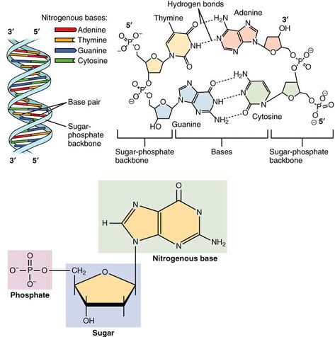 Nucleotide - Definition, Structure (3 Parts), Examples & Function Nitrogenous Base, Dna Facts, Dna Polymerase, Classroom Preparation, Dna Replication, Organic Molecules, Dna Molecule, Dna Sequence, Human Genome