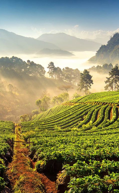 Sundance Kid, Thailand Hotel, Rice Terraces, Northern Thailand, Chiang Mai Thailand, Pretty Images, Phuket Thailand, Destination Voyage, Bhutan