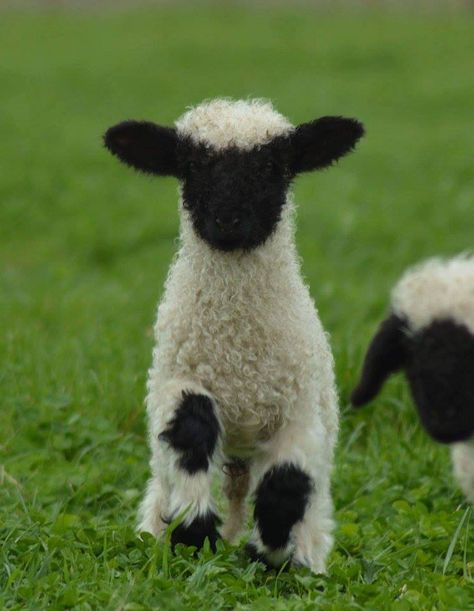 Valais Black Nosed Sheep, Sheep Reference Photo, Black Nose Sheep, Valais Black Nose Sheep, Zwartbles Sheep, Blacknose Sheep, Black Nose, Sheep Farm, Cute Sheep