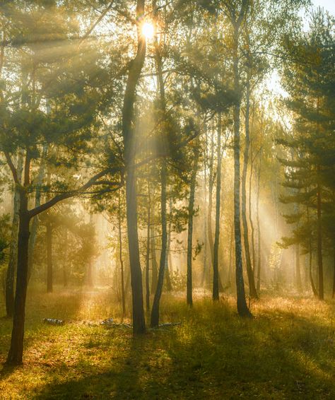 Beautifull View, Forest Core, Nature Aesthetic, Pretty Places, In The Forest, Green Aesthetic, Planet Earth, Aesthetic Photo, The Forest