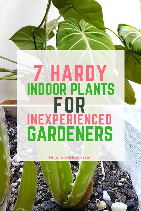 Looking to add some green to your decor but don't know where to start? These 7 indoor plants are perfect for you! #homedecor #gardening #indoorplants #plantsforbeginners #fengshui Growing Food Indoors, Cheap Beach Decor, Easy House Plants, Indoor Water Garden, Decor Plants, Keep Alive, Herbs Indoors, Backyard Spaces, Home Decor Paintings