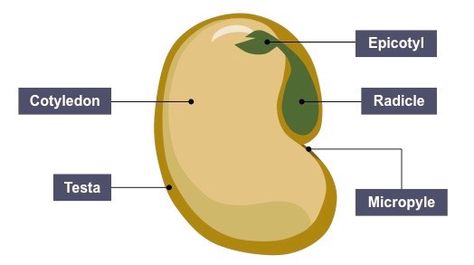 Structure Of Seed, Seed Structure, Smaller Pores, Water Animals, Seed Germination, Tomato Seeds, Floating In Water, Different Plants, The Fruit